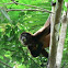 Spider monkey