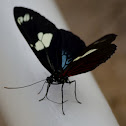 Doris Longwing Butterfly