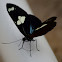 Doris Longwing Butterfly