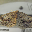 moth