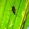 beetle