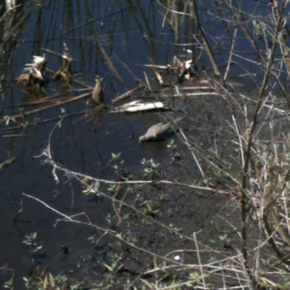 Spotting Image 1