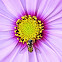 Hover fly