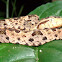 Fer-de-Lance