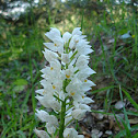 Cephalanthera