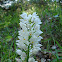 Cephalanthera