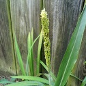 Smooth cord grass