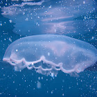 Moon Jellyfish
