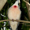 Luzon Bleeding-Heart Pigeon