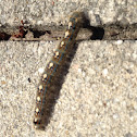 Forest tent caterpillar