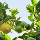Citrus Lemon tree