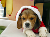 Beagle Navideno Fiel Y Jugueton