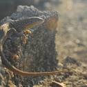Sand lizard