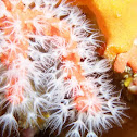 Red Coral