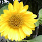 Sun Flower