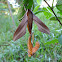 Tersa Sphinx Moth mating