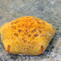 Pin Cushion Sea Star