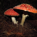 Falsa oronja