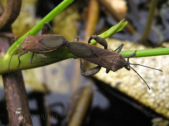 Spotting Image 1