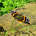 Red Admiral