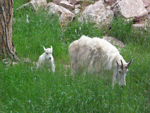 Spotting Image 1