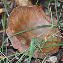 False Chanterelle