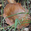 False Chanterelle