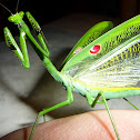 Praying Mantis