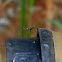Bush mosquito