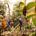 Hyacinth Macaws