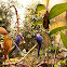 Hyacinth Macaws