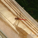 red dragonfly