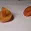 Waxcap sp.