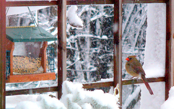 Spotting Image 1