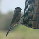 Carolina Chickadee