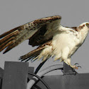Osprey