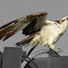 Osprey