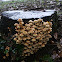 sulphur-cap mushrooms