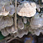 Birch Polypore