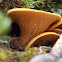 Callampa Amarilla