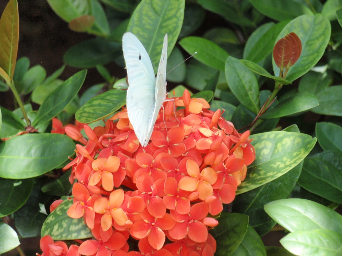 Small White Butterfly