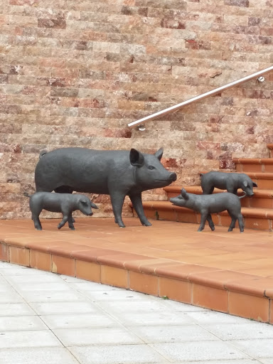 Cerdos En La Plaza
