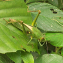 Large grasshopper