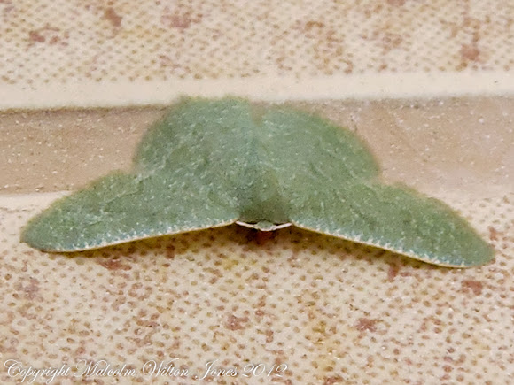 Spotting Image 1