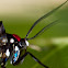 Handmaiden Moth