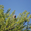 Grey Lourie