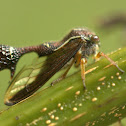 Tree Hopper