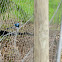 Superb Fairywren