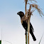 Thick-billed weaver