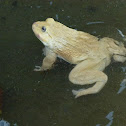 asian bullfrog